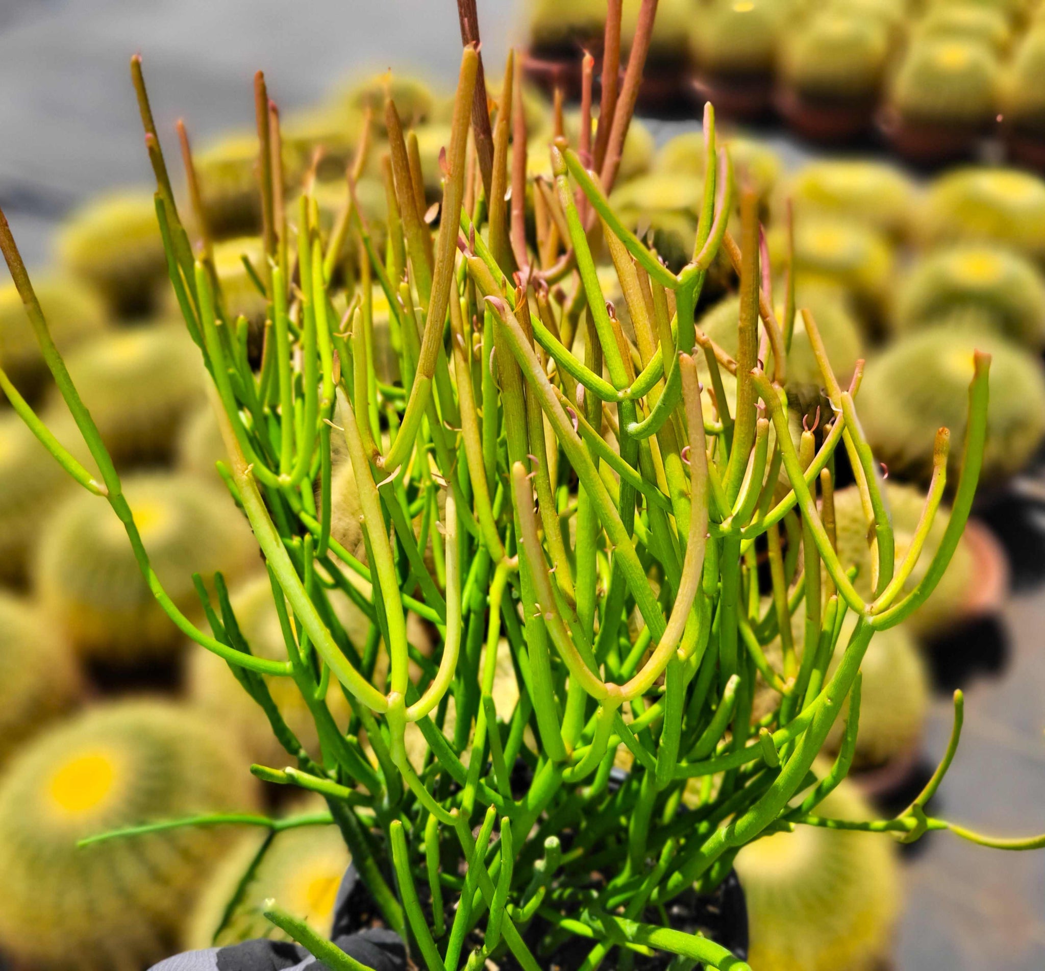 euphorbia firestick plant Euphorbia tirucalli 'Firestick'