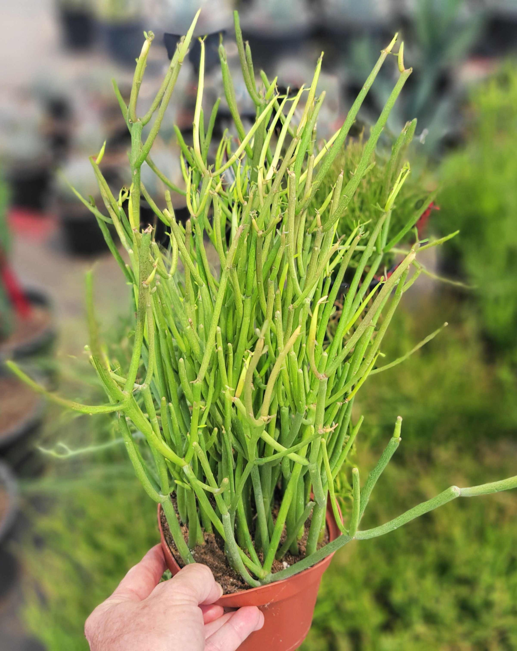 Euphorbia tirucalli 'Firestick'