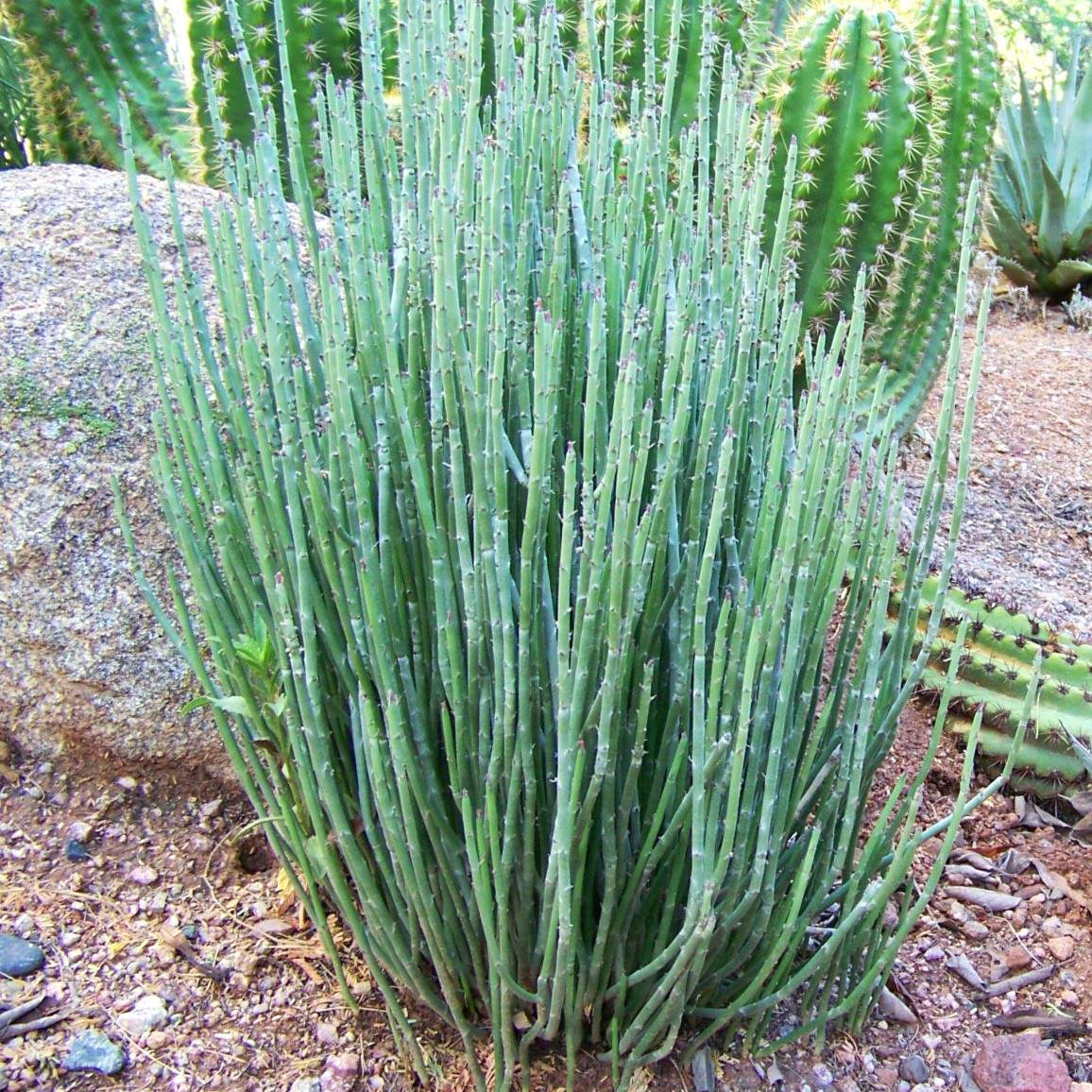 Euphorbia antisyphilitica