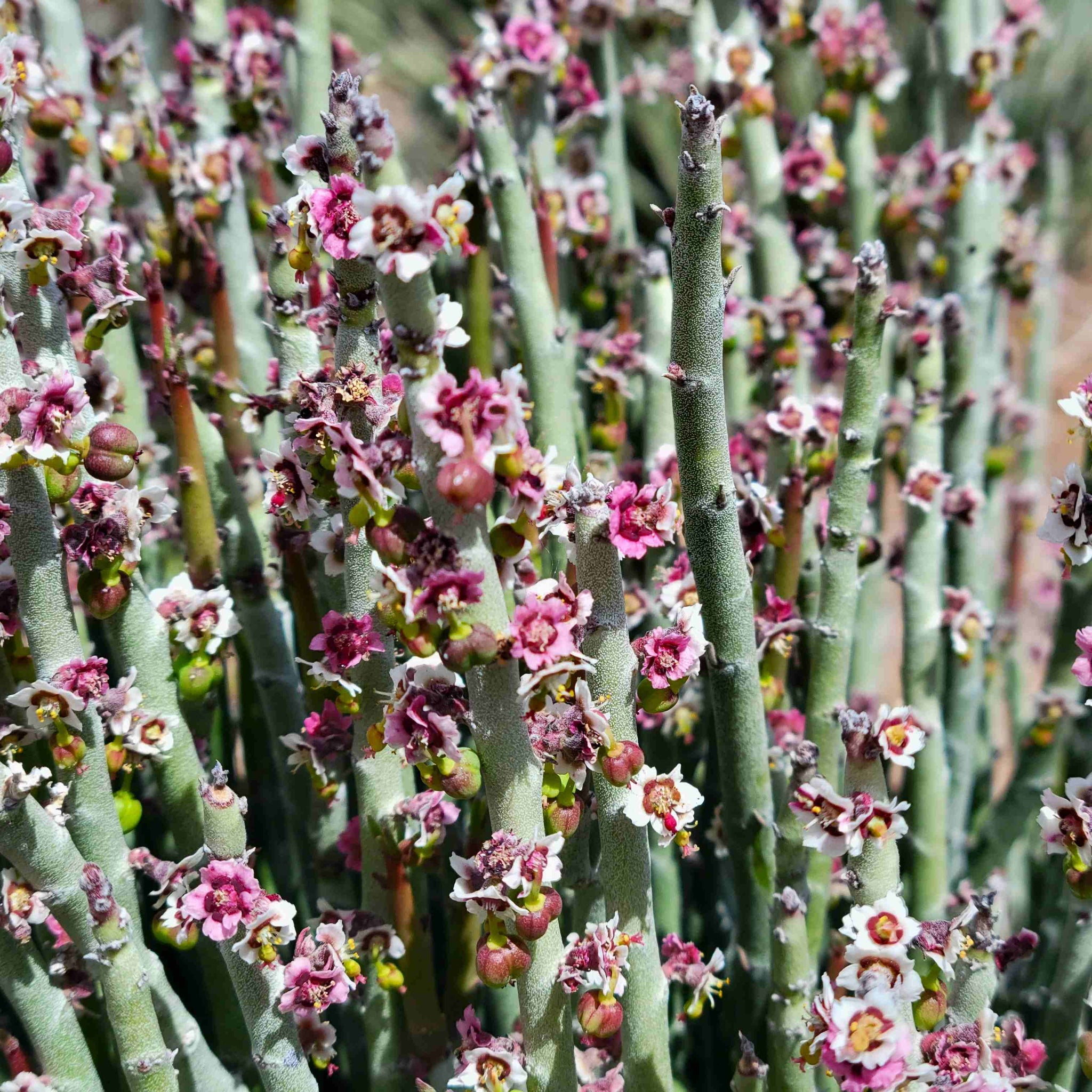 Euphorbia antisyphilitica