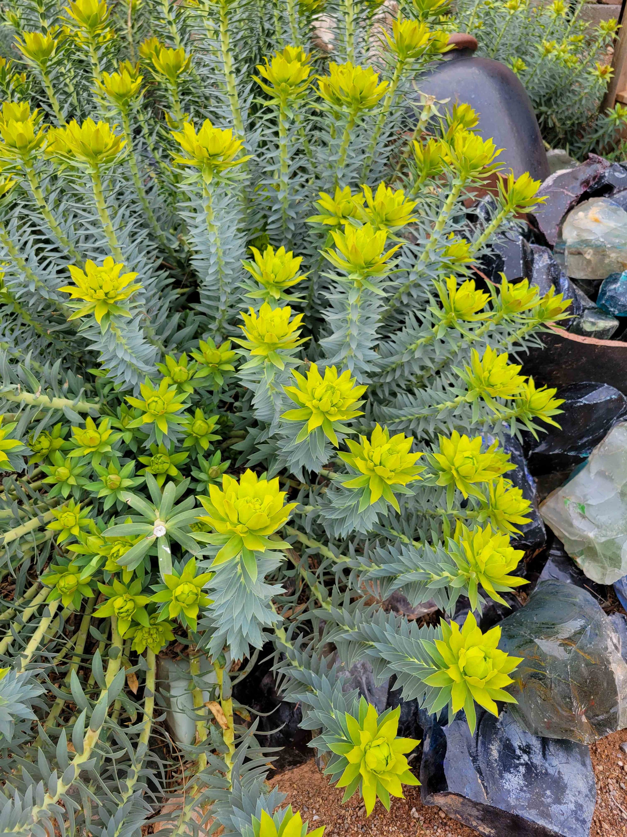 Euphorbia rigida - Gopher Plant – Happy Valley Plants