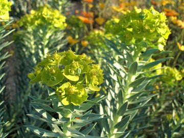 Winter/spring bracts & bloom_Dan Goodspeed