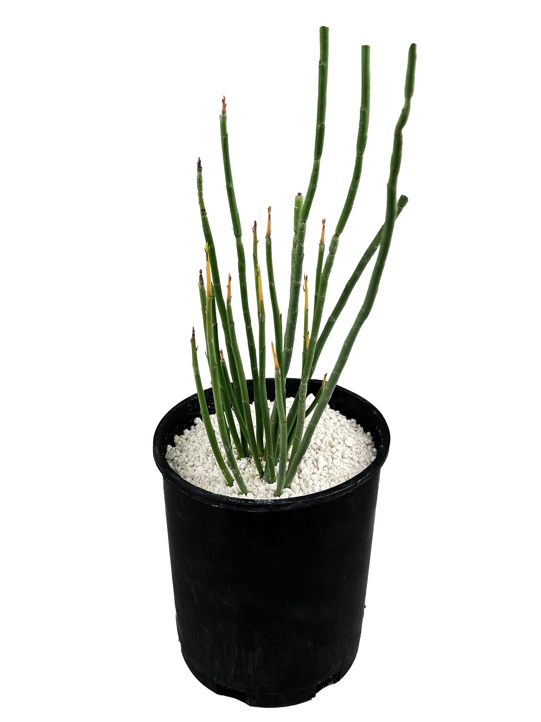 candelilla plant Euphorbia antisyphilitica