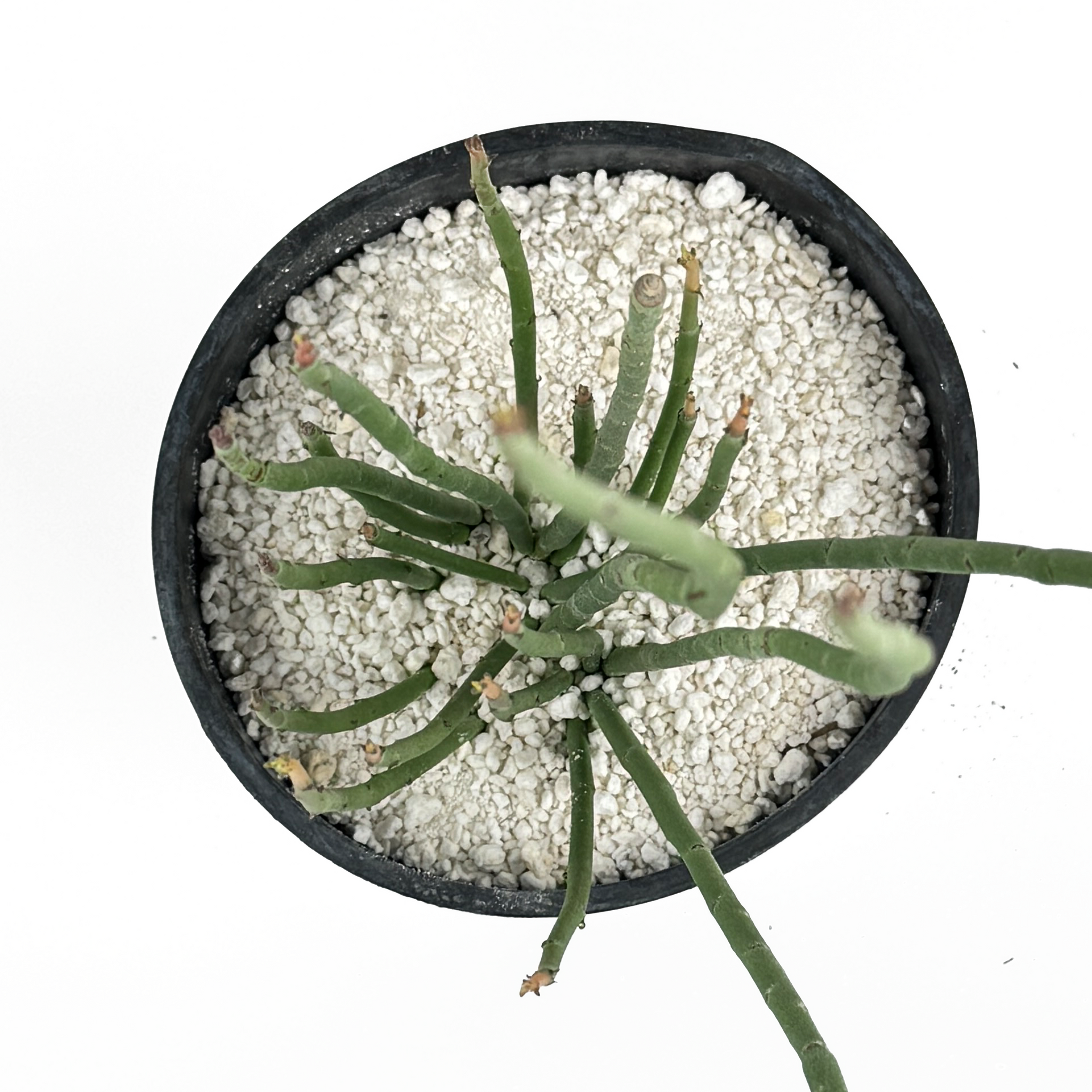 hanna's succulents Euphorbia antisyphilitica