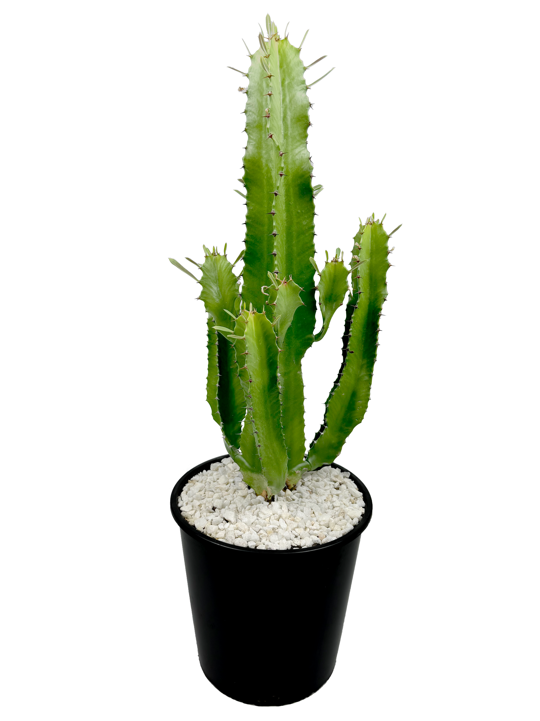 Euphorbia ingens - Candelabra Tree