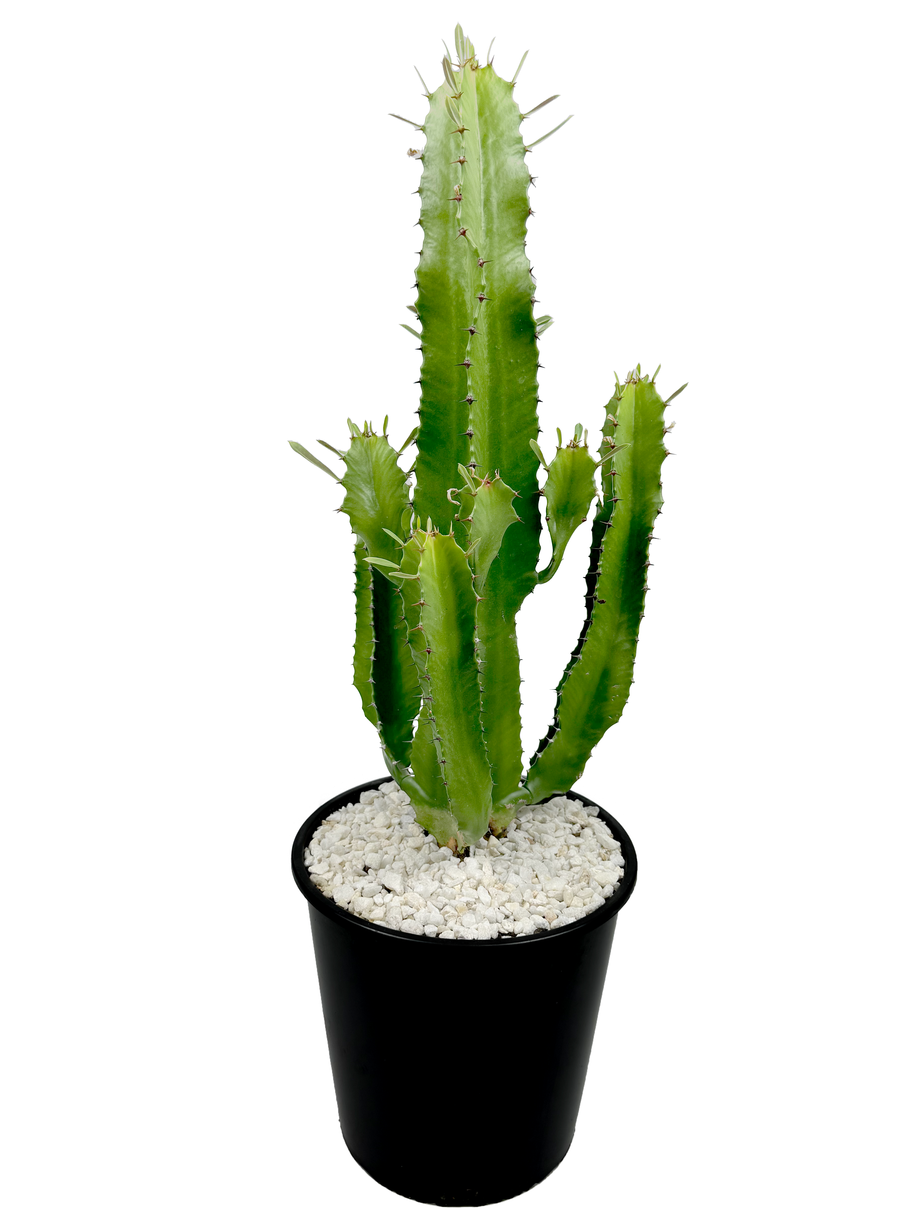 Euphorbia ingens