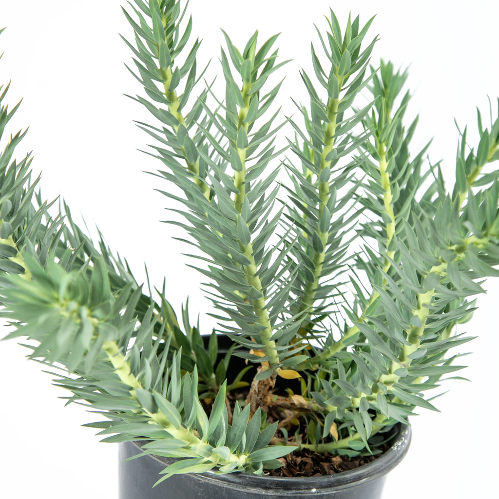 Euphorbia rigida