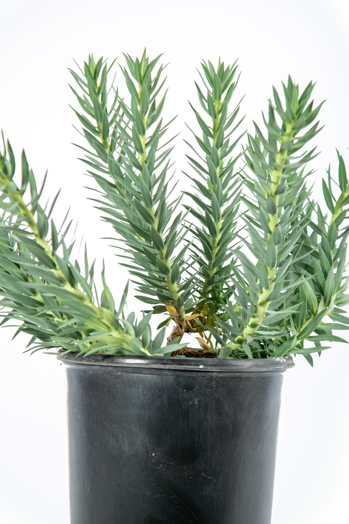 Close-up of Euphorbia rigida’s flower bracts, showcasing the unique chartreuse coloration and yellow-red flowers at the center. The waxy bluish-gray leaves provide a stark contrast, enhancing the plant's dramatic appearance.