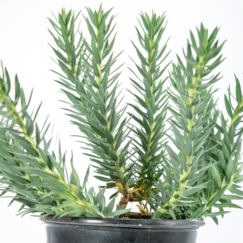 Euphorbia rigida