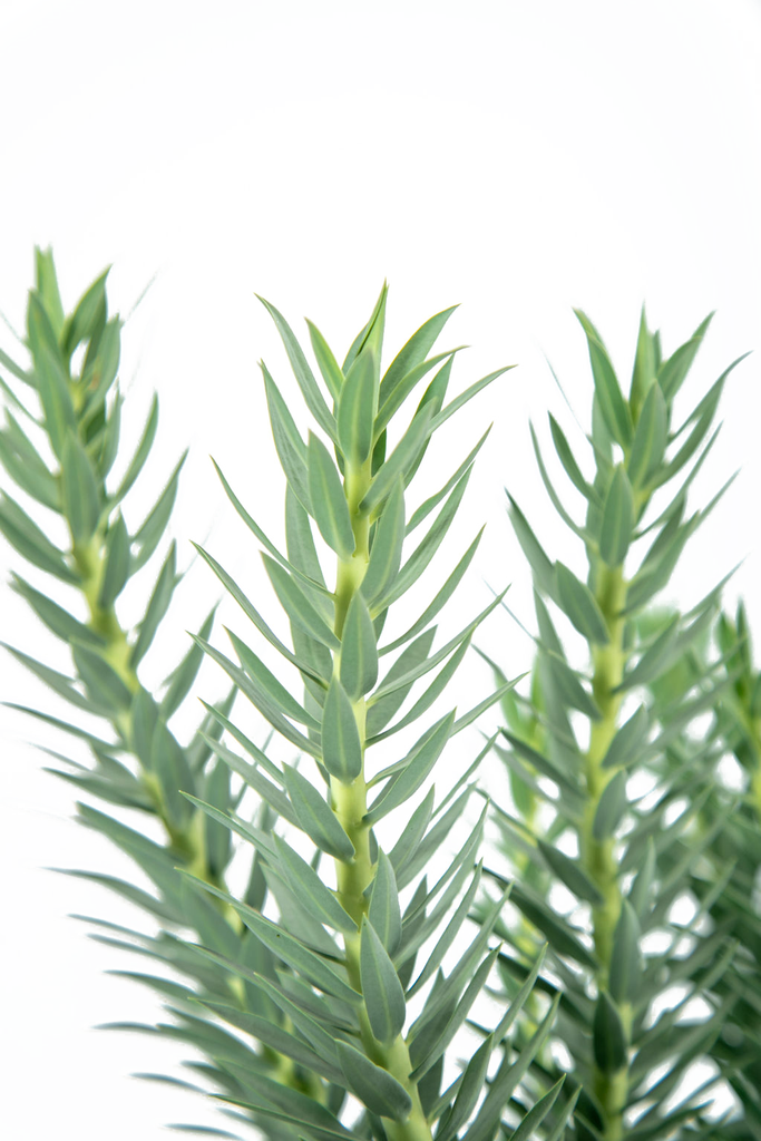Close-up of Euphorbia rigida’s flower bracts, showcasing the unique chartreuse coloration and yellow-red flowers at the center. The waxy bluish-gray leaves provide a stark contrast, enhancing the plant's dramatic appearance.