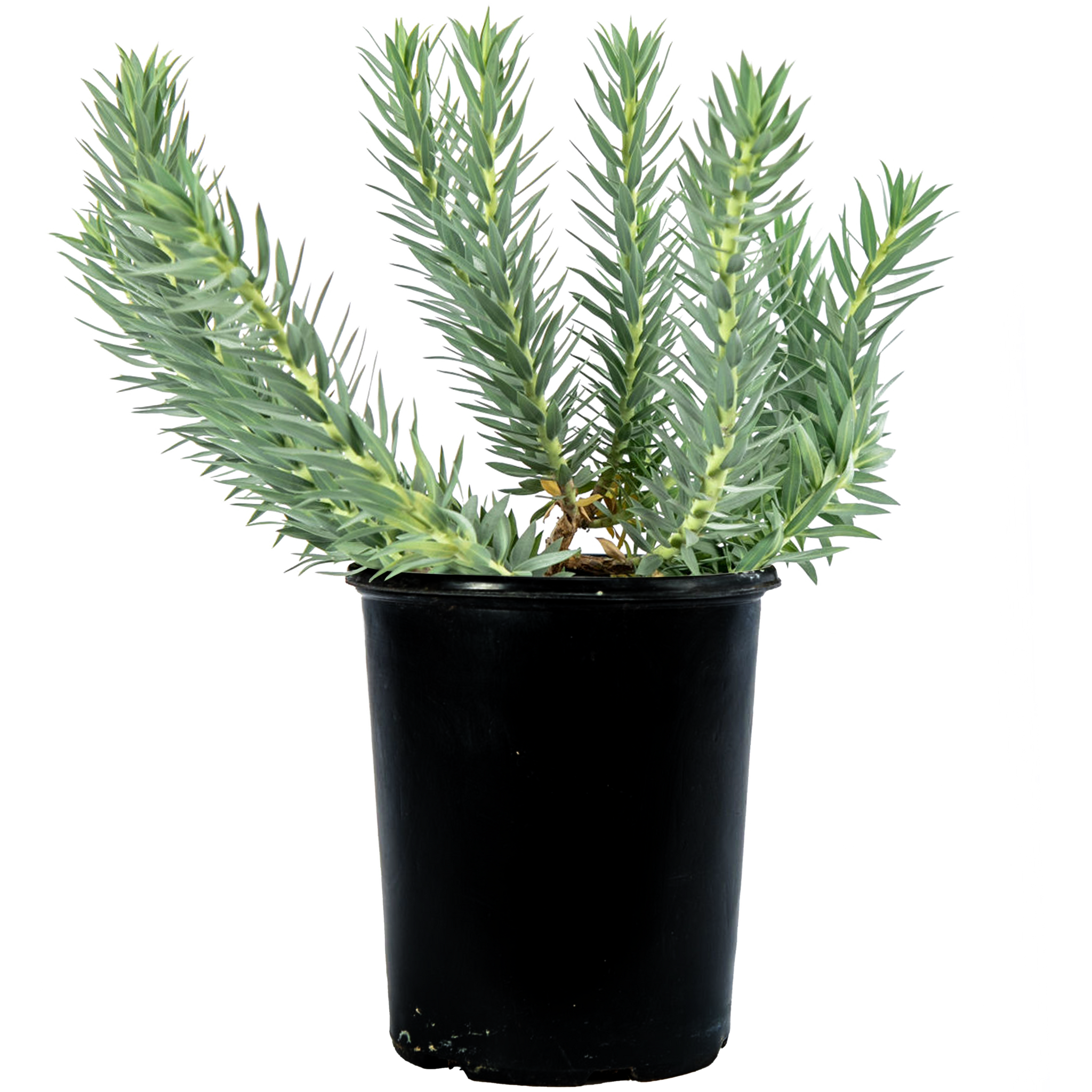 Euphorbia rigida