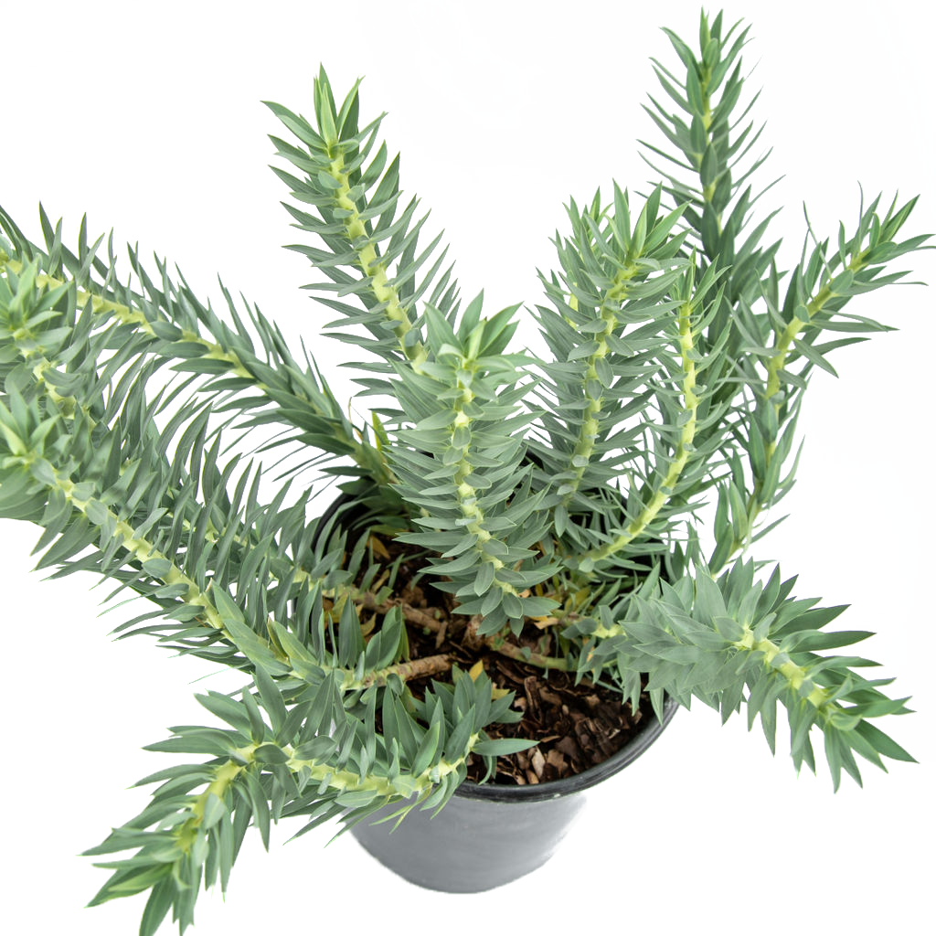 Euphorbia rigida