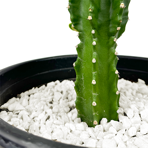 Close up view of Euphorbia royleana, highlighting the texture of its ribbed columns and the short, paired spines on the edges. The bright green, tear-drop-shaped leaves at the top of the stems create an umbrella-like effect. This succulent is easy to maintain and thrives in dry conditions. Grows best in full to part sun, hardy in USDA zones 9-11.