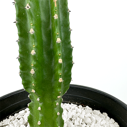 Euphorbia royleana