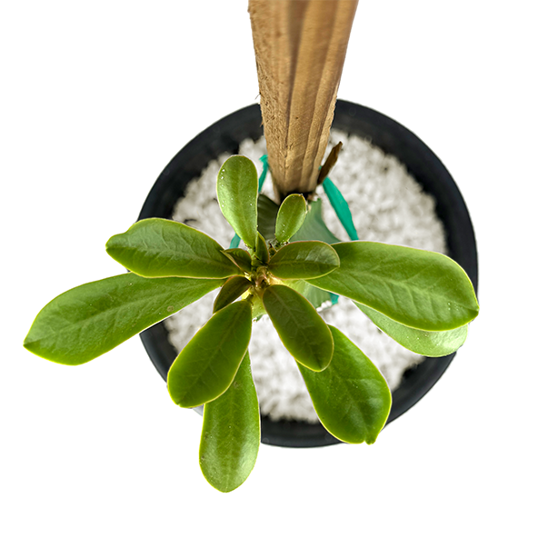 Top down view of Euphorbia royleana, focusing on its branching structure with ribbed columns and lush, green leaves at the top. The spines along the ribs are visible, and the plant has a symmetrical candelabra shape. It grows to 6-12 feet tall and 4-8 feet wide. Known for its quick growth and low maintenance, this succulent is ideal for dry, rocky environments. Hardy in USDA zones 9-11.