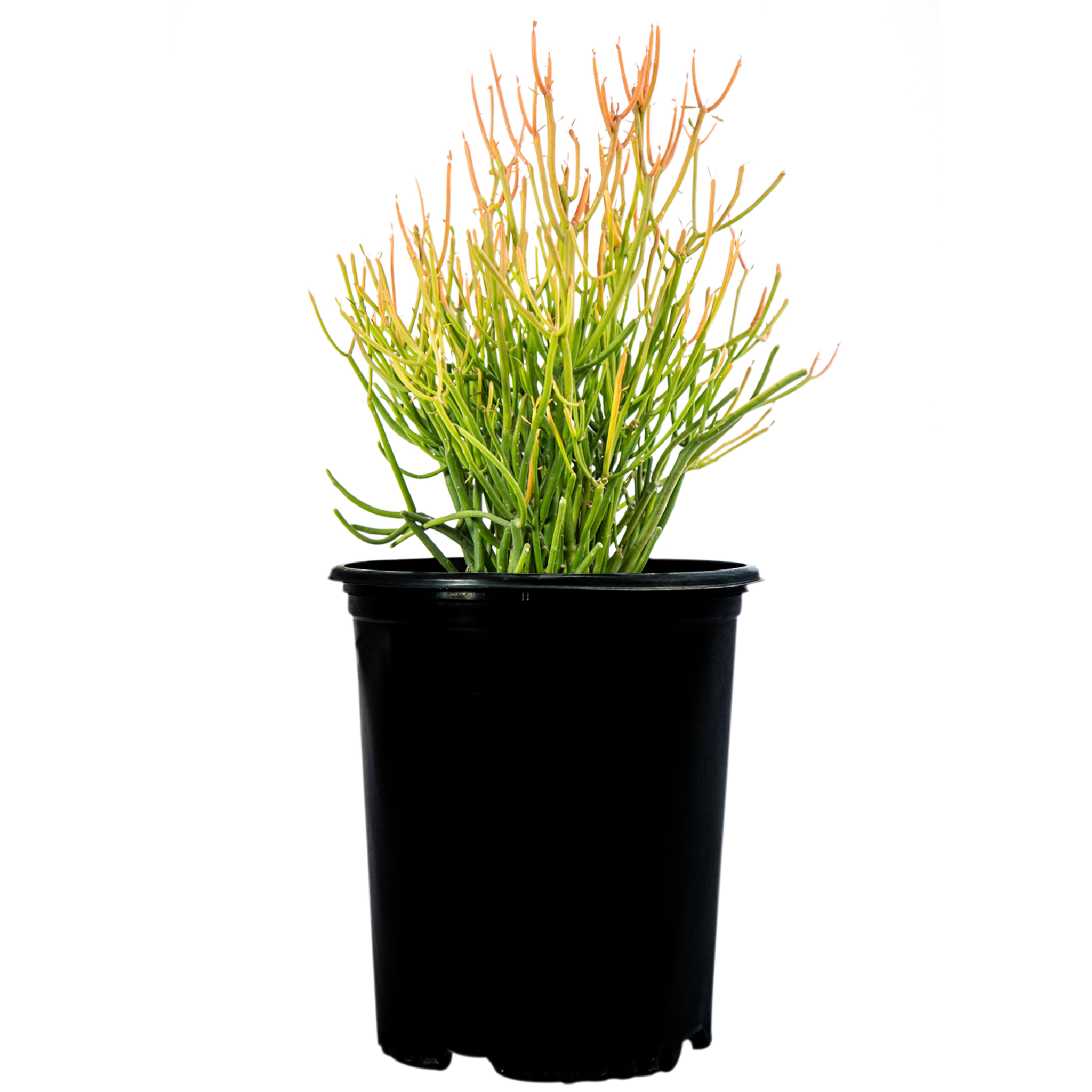 succulent fire sticks Euphorbia tirucalli 'Firestick'