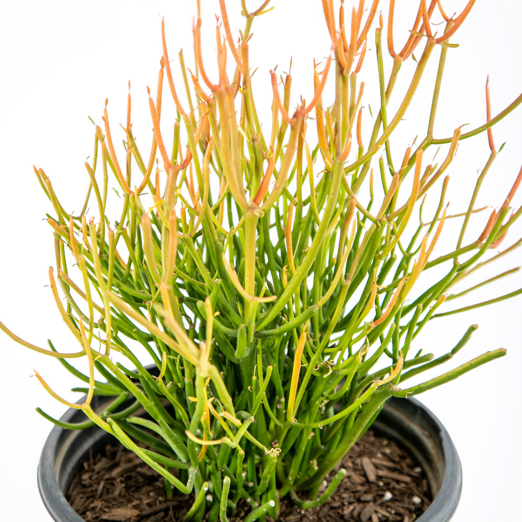 sticks on fire pencil cactus Euphorbia tirucalli 'Firestick'