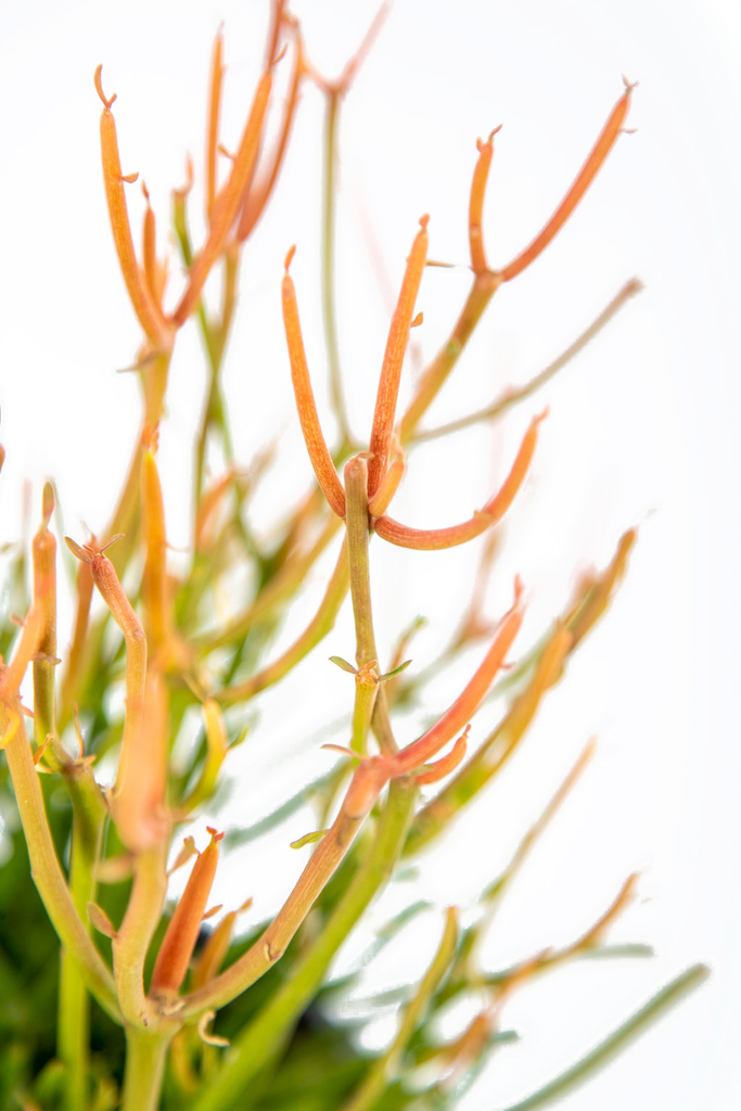 Close-up of Euphorbia tirucalli 'Firestick,' focusing on the thin, pencil-like stems. The rich hues of red, gold, and yellow are visible, with the plant’s texture and color variations clearly highlighted in intricate detail.