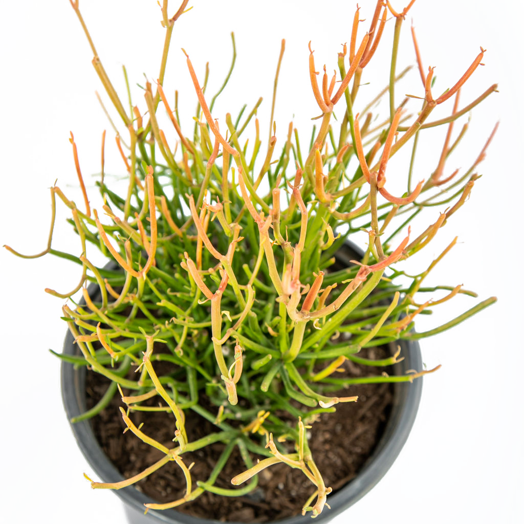 stick succulent plant Euphorbia tirucalli 'Firestick'