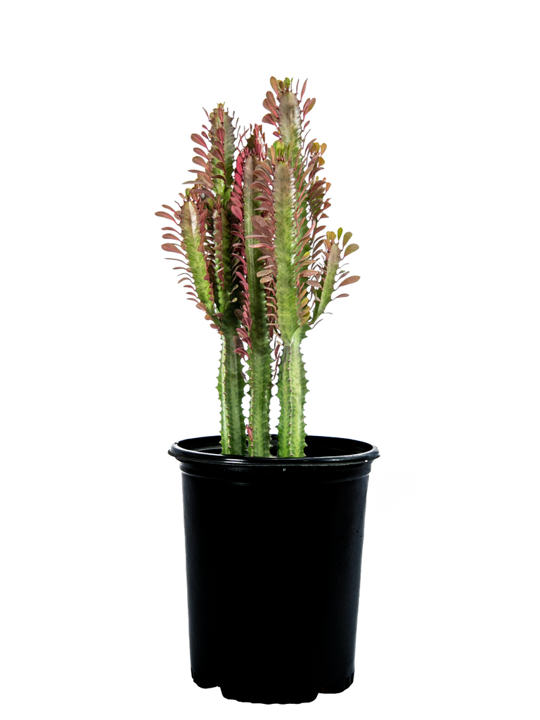 Full, high-angle view of Euphorbia trigona with its striking vertical growth. The plant displays a branching structure with teardrop-shaped dark, purplish-red leaves, highlighted by the reddish hue seeping into the flesh. Its ribbed stems show small teeth along the margins.