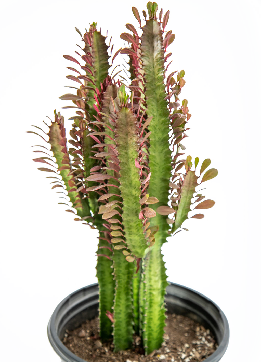ruby red plant pot Euphorbia trigona 'rubra'