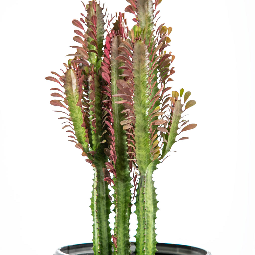 Euphorbia trigona 'rubra'