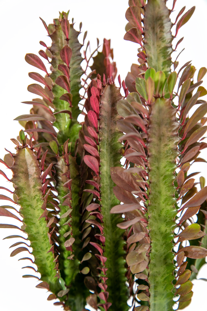 Close-up of the teardrop-shaped leaves of Euphorbia trigona, highlighting the deep purplish-red color with a glowing luminescence. The leaves' margins feature small teeth, adding texture and detail to the plant's striking form.