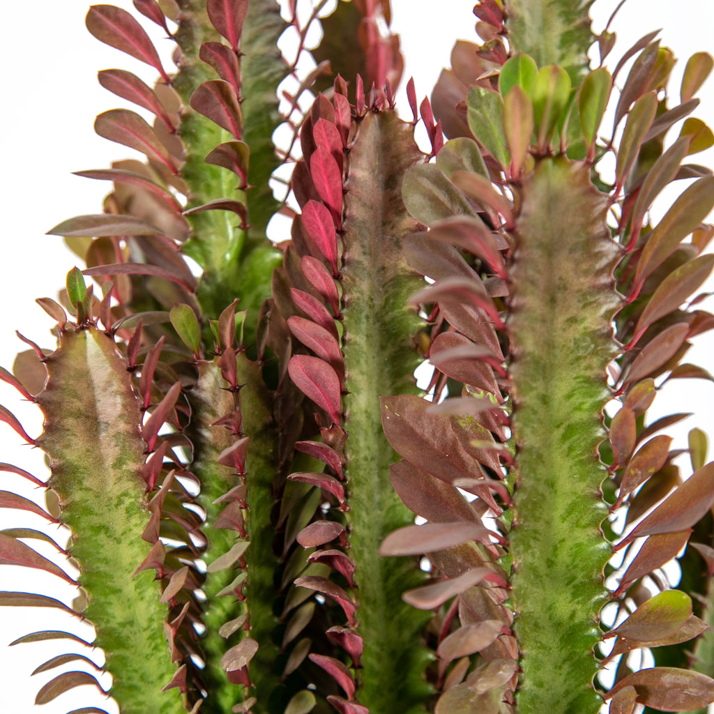 kaktus euphorbia trigona Euphorbia trigona 'rubra'