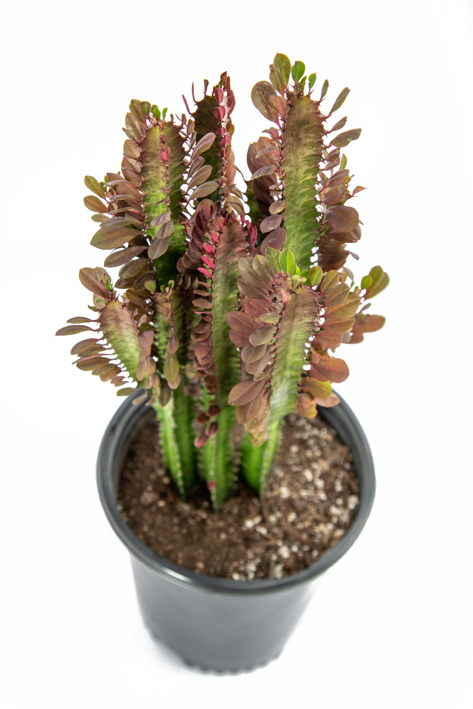 Top-down view of the Ruby Red Trigona, focusing on the plant's branching form and dark, purplish-red teardrop-shaped leaves. The ribs are prominent, with small teeth on their margins, creating a sculptural appearance.