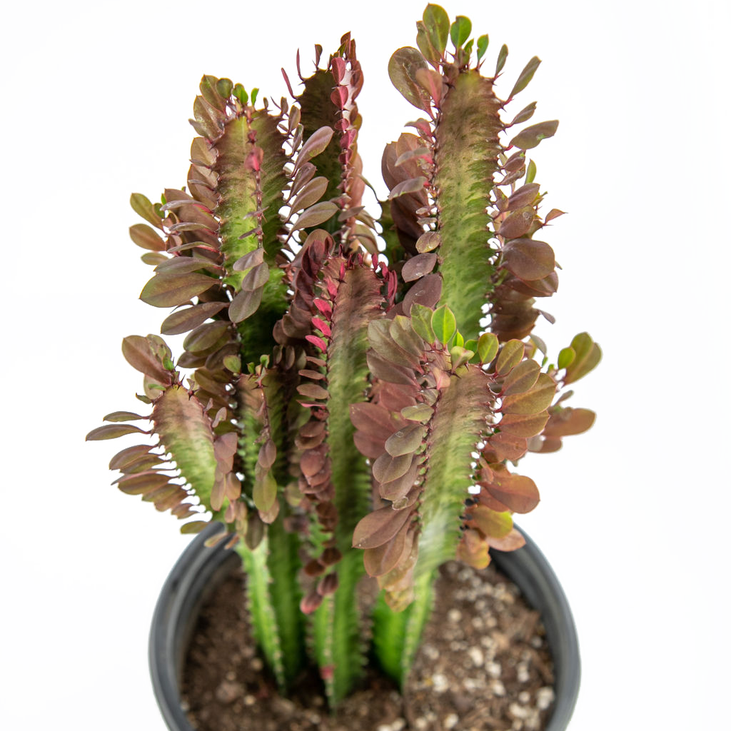 rubra succulent Euphorbia trigona 'rubra'
