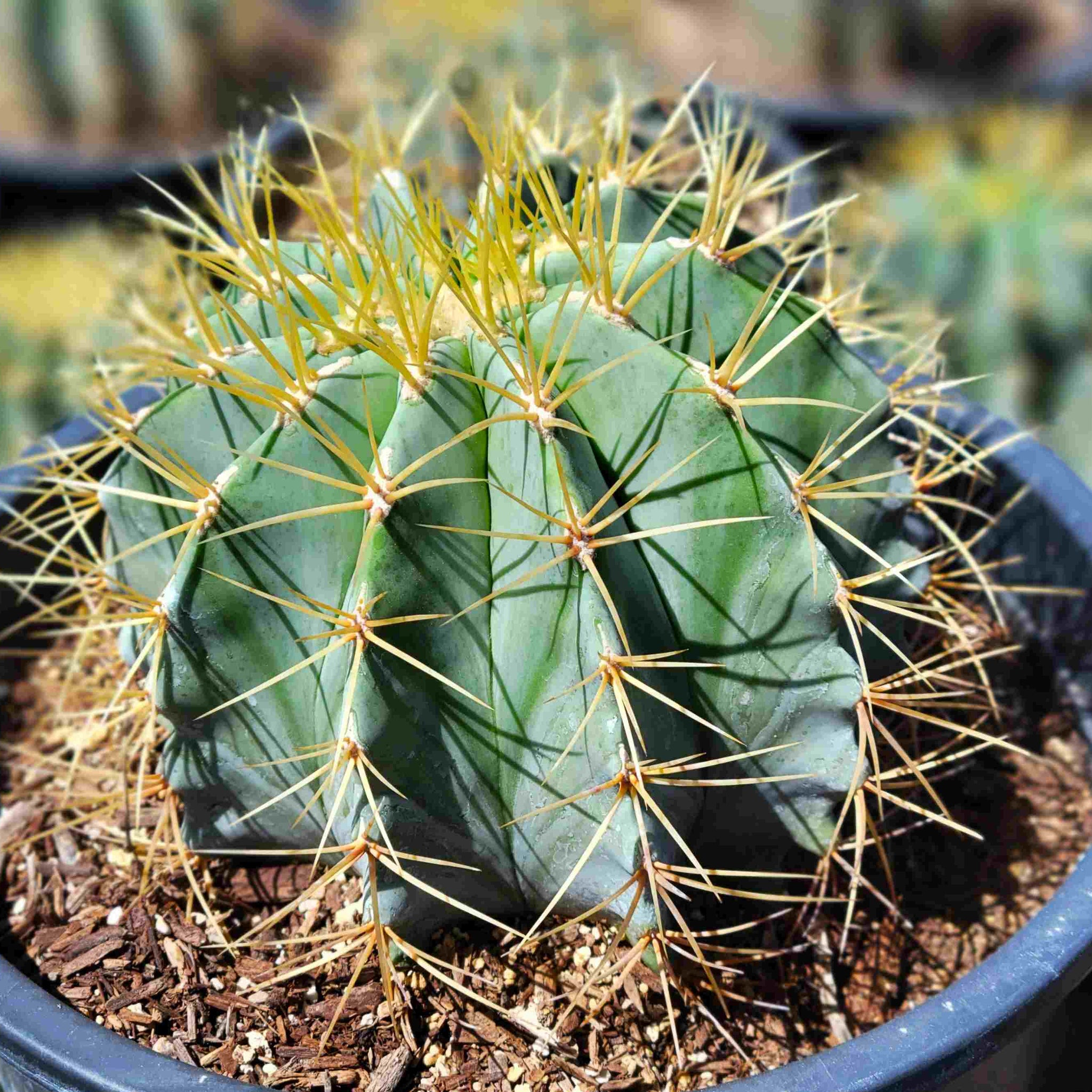 types of barrel cactus Ferocactus glaucescens