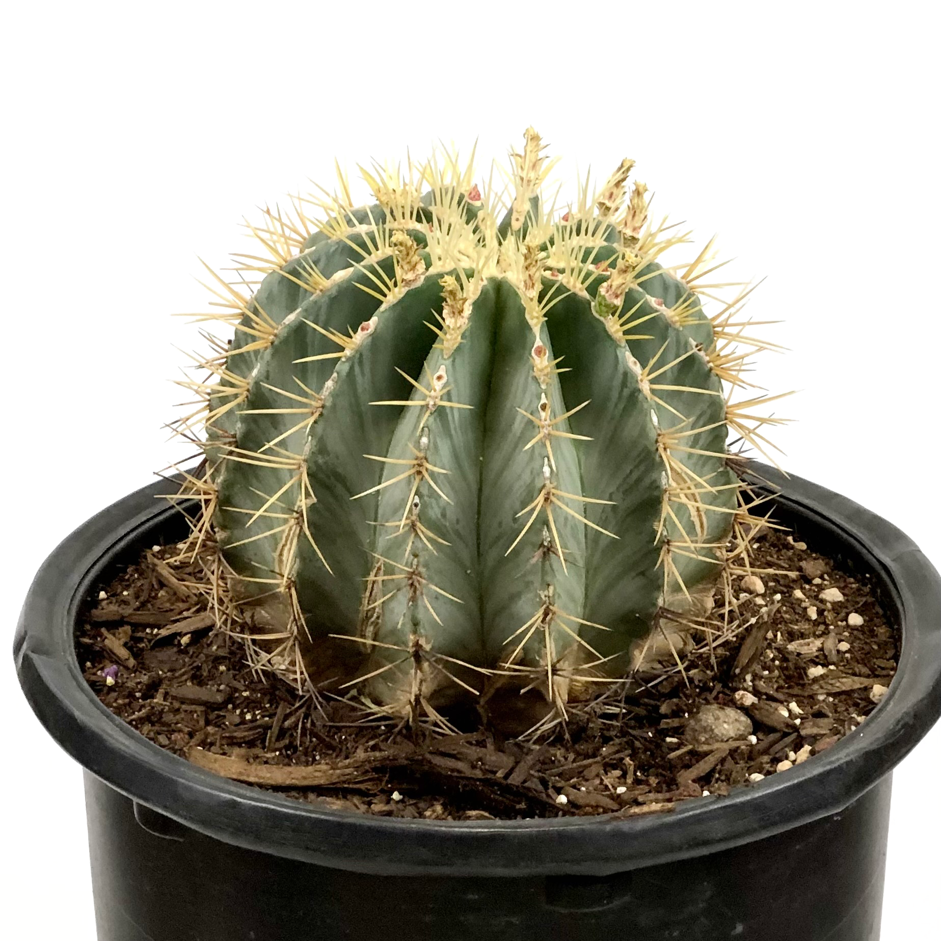 Ferocactus glaucescens - Blue Barrel Cactus