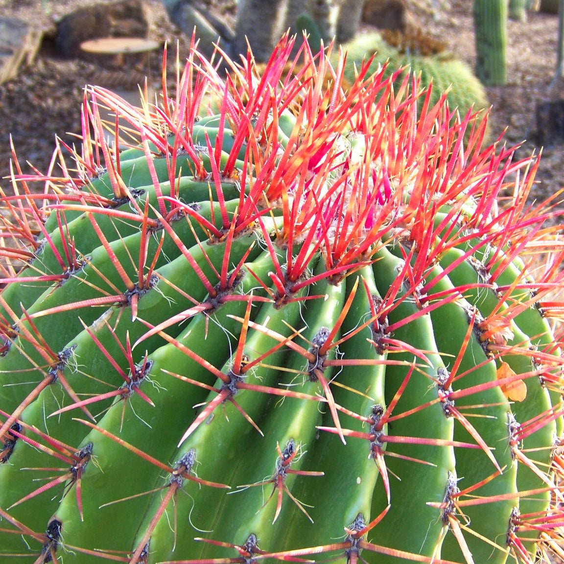 fire cactus Ferocactus pringlei