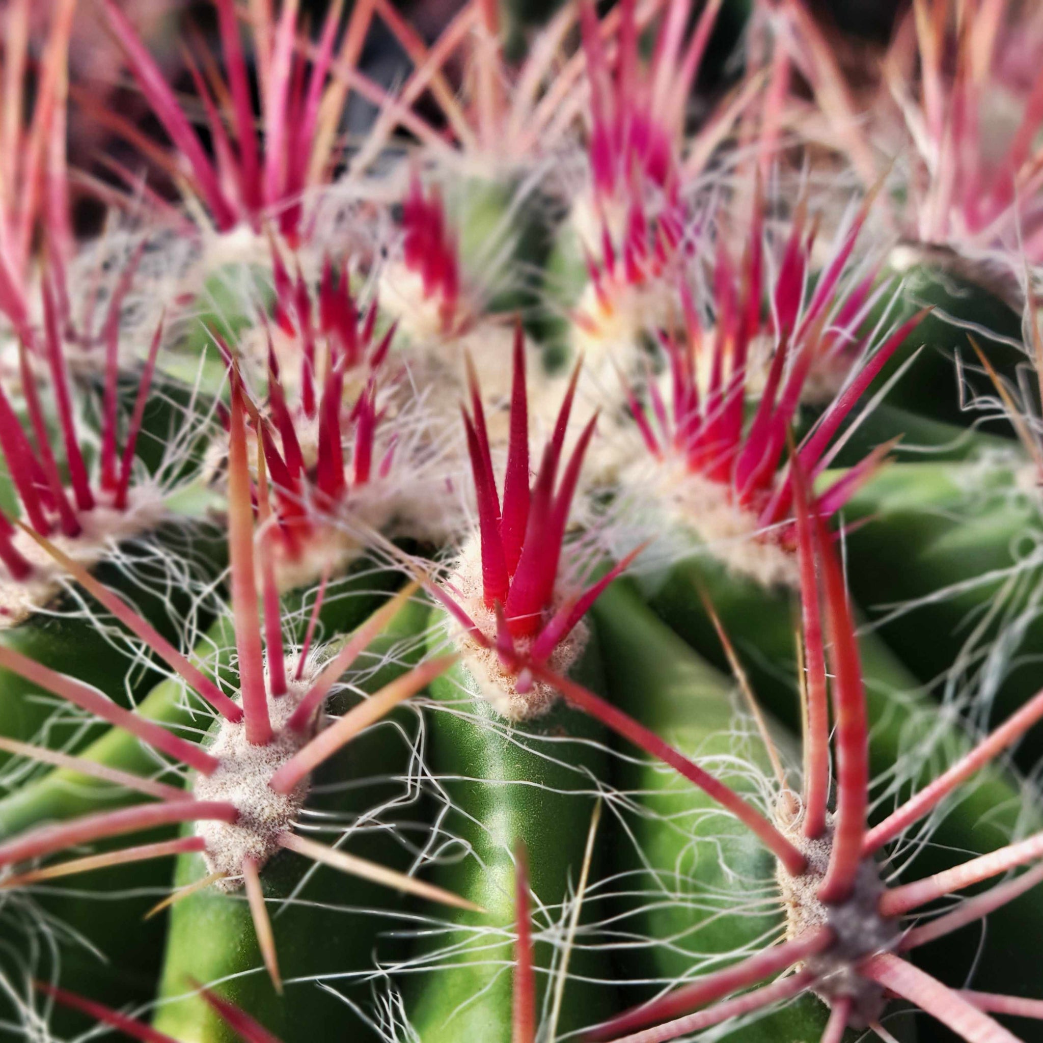 Cacti Collection – Happy Valley Plants