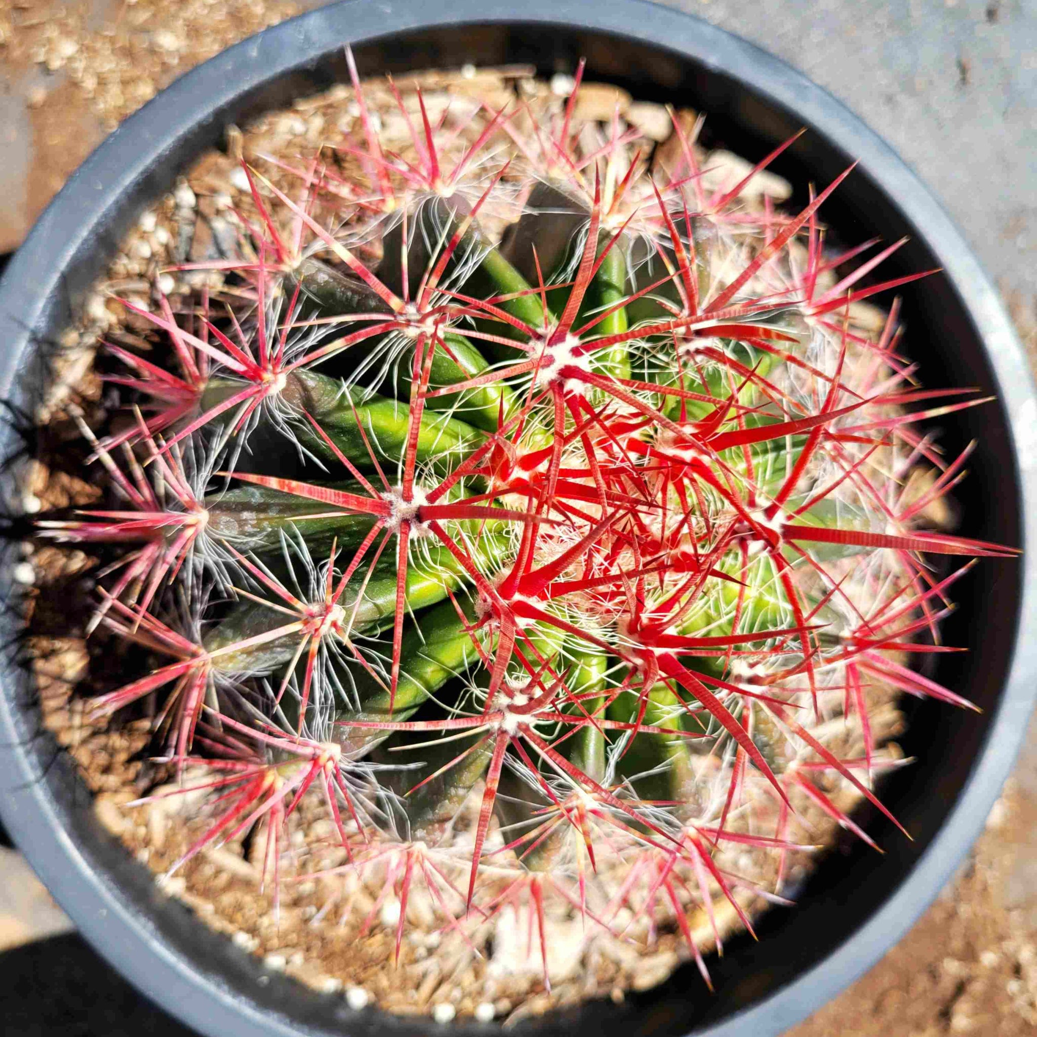 fire cactus Ferocactus pringlei