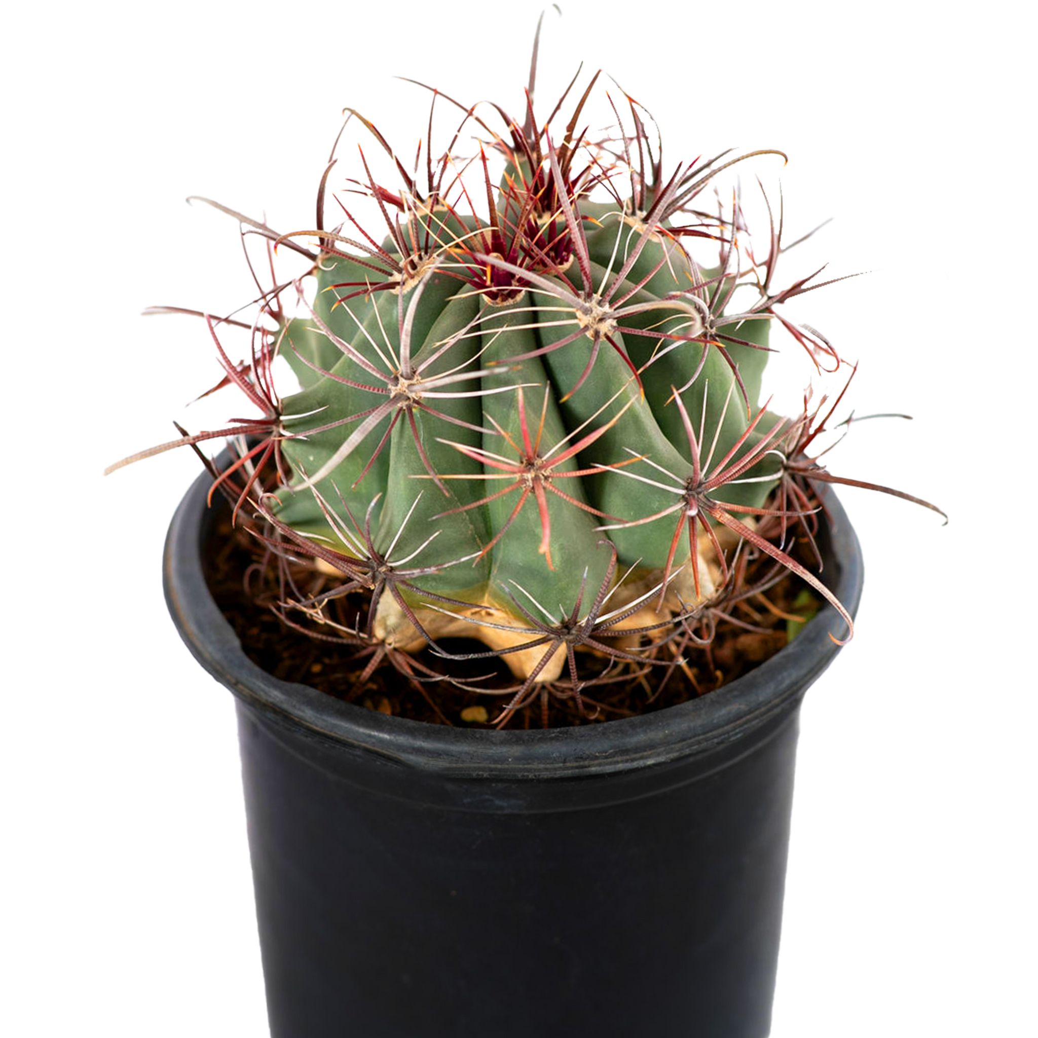 Ferocactus wislizenii