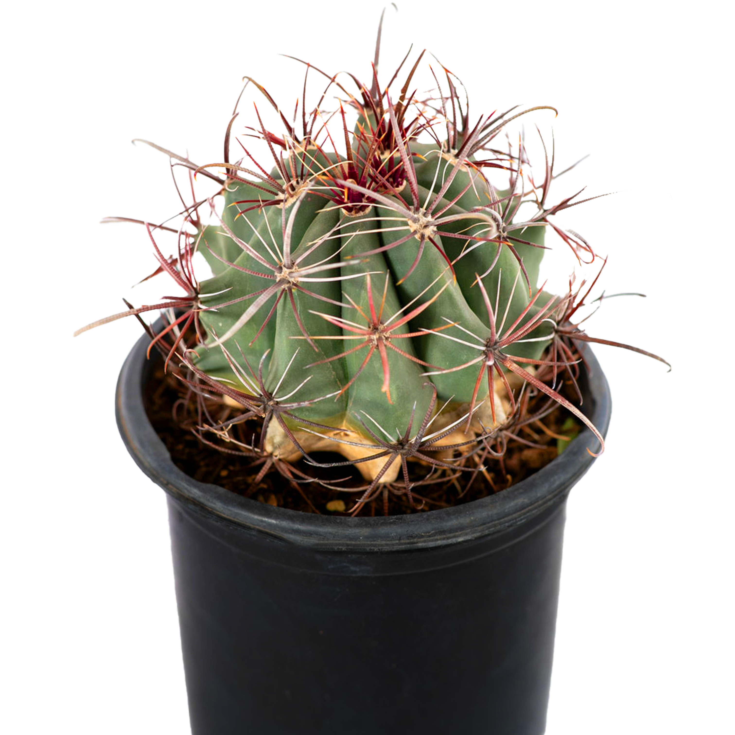 Ferocactus wislizenii