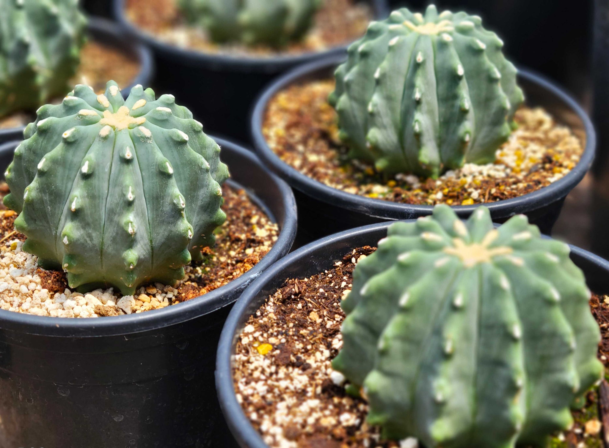 Cacti Collection – Happy Valley Plants