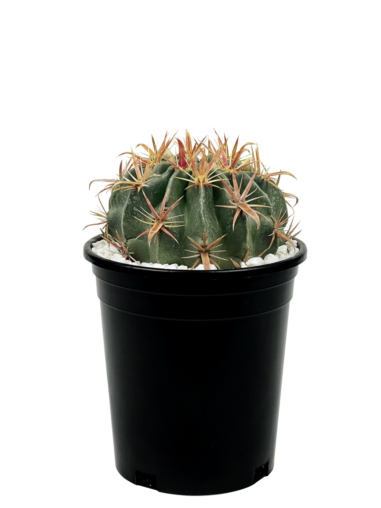 Close-up of Ferocactus latispinus, showing the fuzzy white areas along its deep green ribs. The cactus features yellow radial spines and red central spines, with one central spine hooked downward. The plant's texture is smooth, with its characteristic long and wide hooked spine. Iridescent, funnel-shaped purple to pink flowers bloom in late summer.