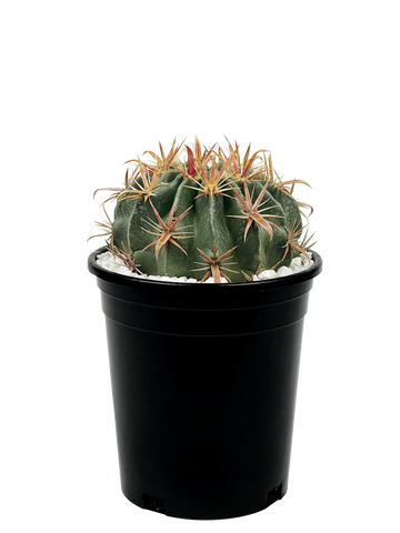 Close-up of Ferocactus latispinus, showing the fuzzy white areas along its deep green ribs. The cactus features yellow radial spines and red central spines, with one central spine hooked downward. The plant's texture is smooth, with its characteristic long and wide hooked spine. Iridescent, funnel-shaped purple to pink flowers bloom in late summer.