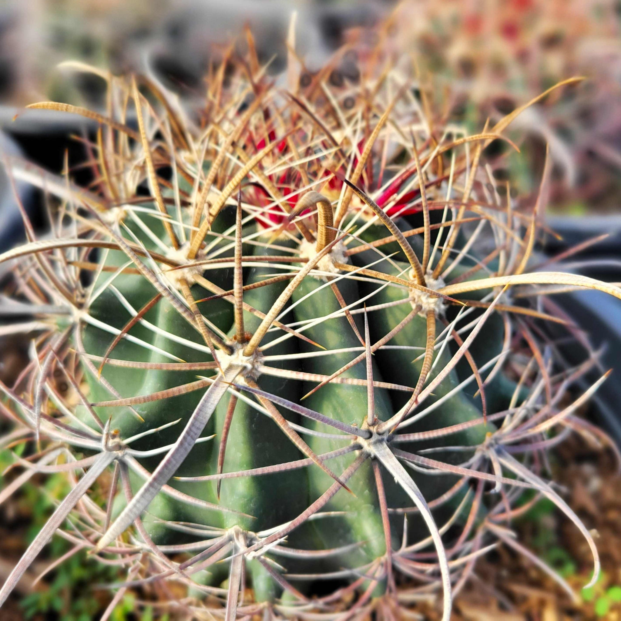 Ferocactus wislizenii