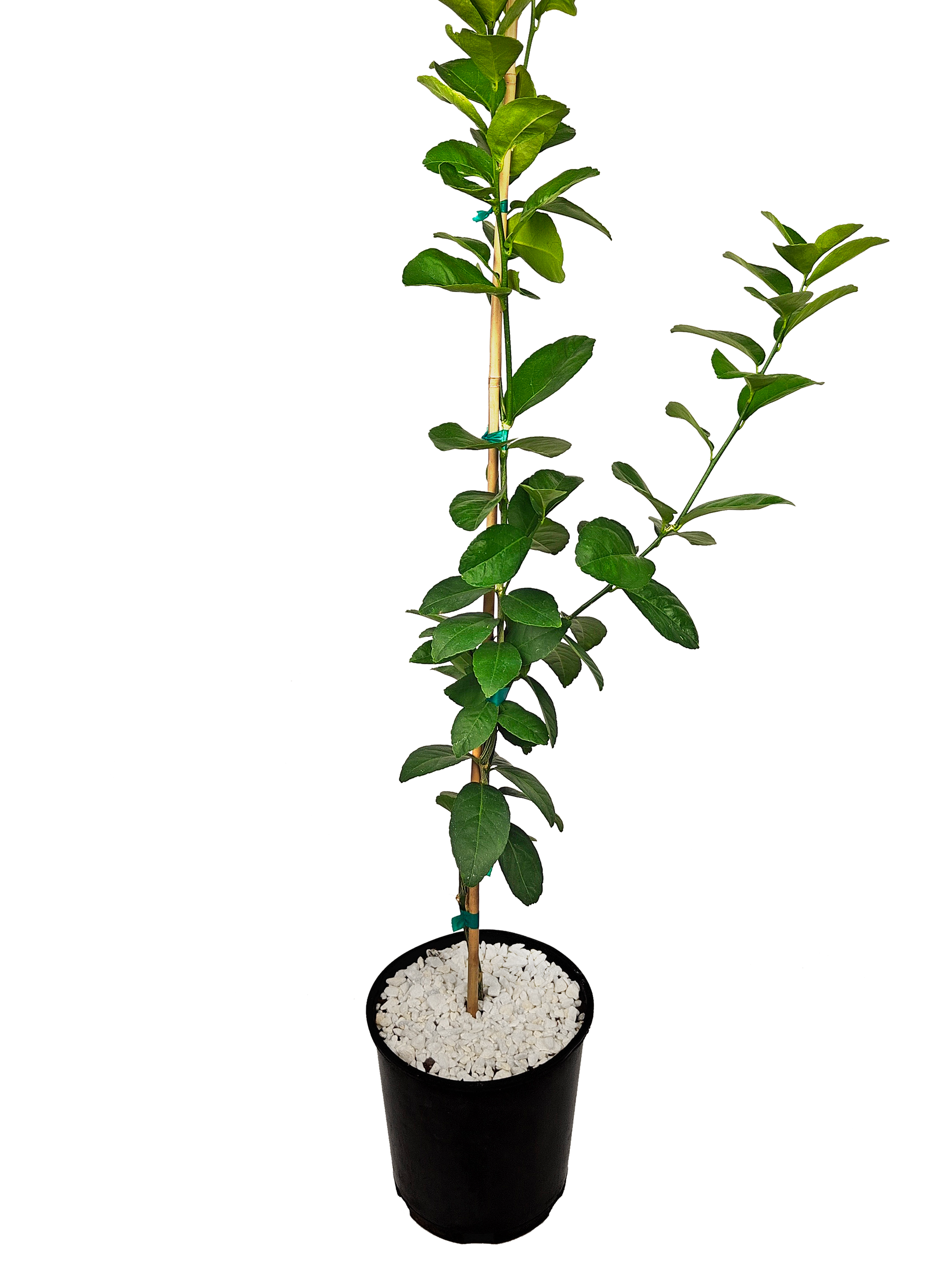 kumquat potted plant Fukushu Kumquat (FKS) – Happy Valley Plants