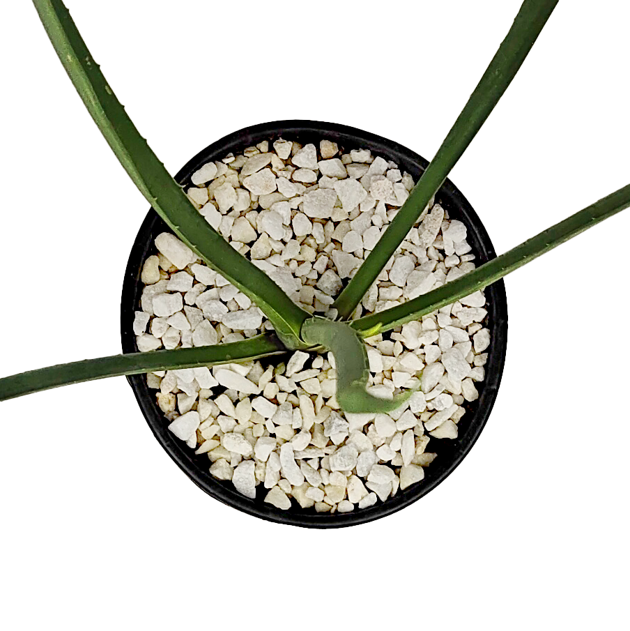 Top down view of Furcraea macdougalli, highlighting the symmetrical arrangement of its elongated, sword-shaped leaves. The sharp teeth along the leaf margins are visible, adding texture and detail to the plant's minimalistic appearance.