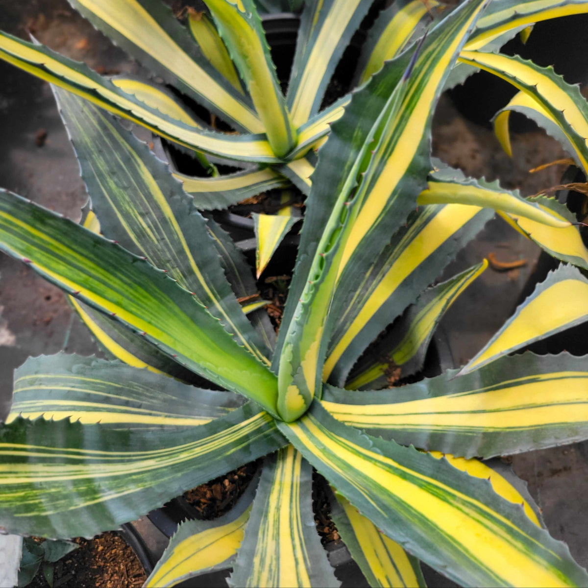 Agave a. 'Gold Ribbons' – Happy Valley Plants