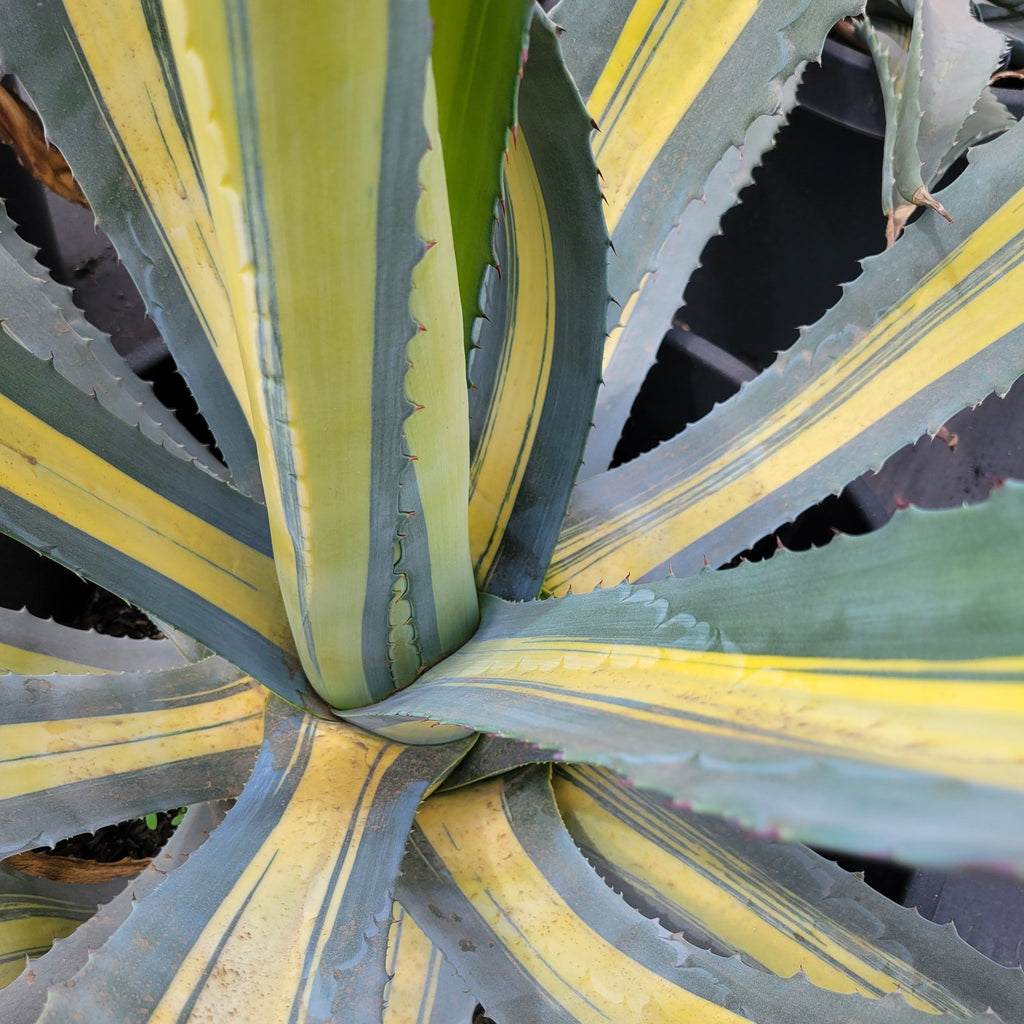 Agave a. 'Gold Ribbons' – Happy Valley Plants