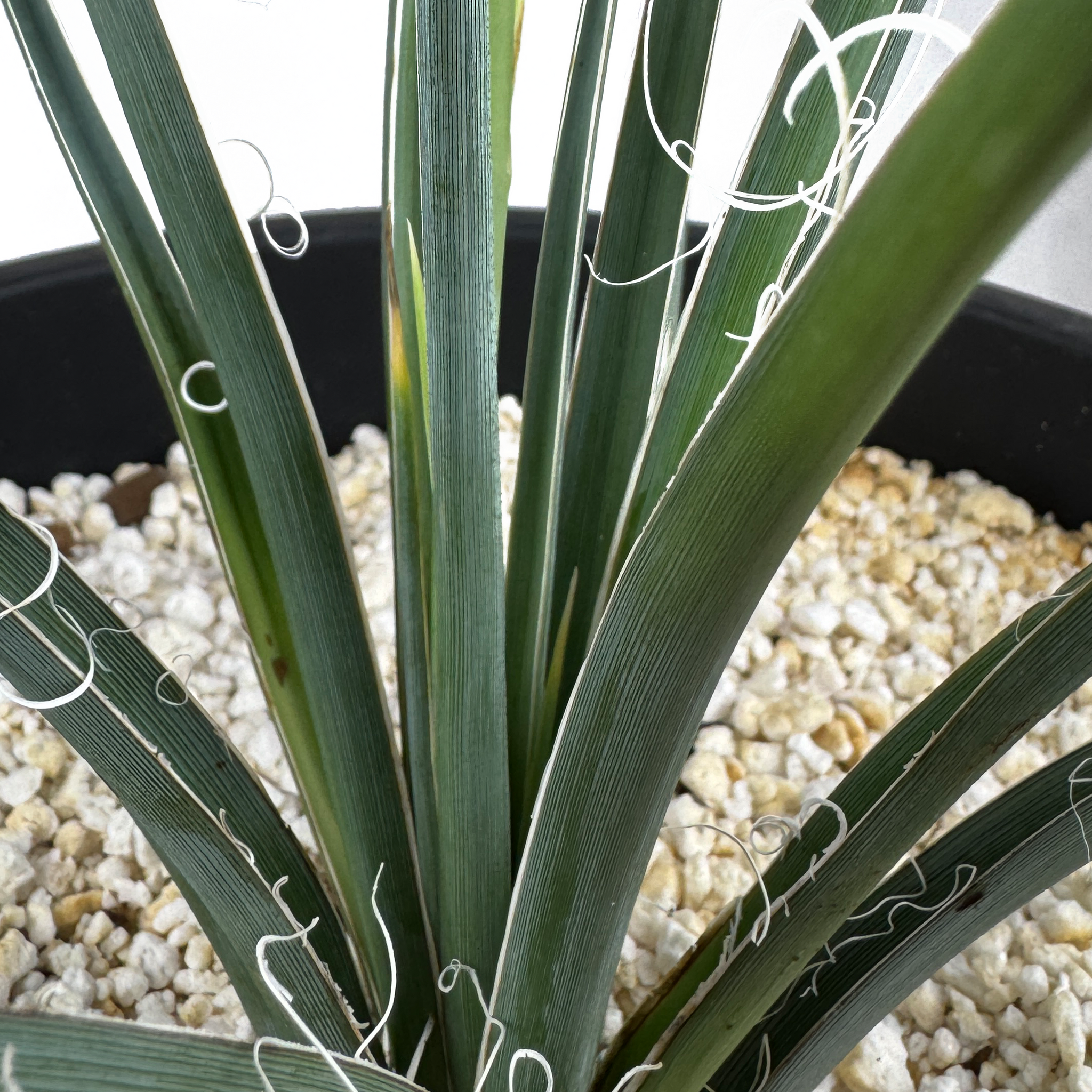 Hesperaloe parviflora 'Yellow' - Yellow Yucca – Happy Valley Plants