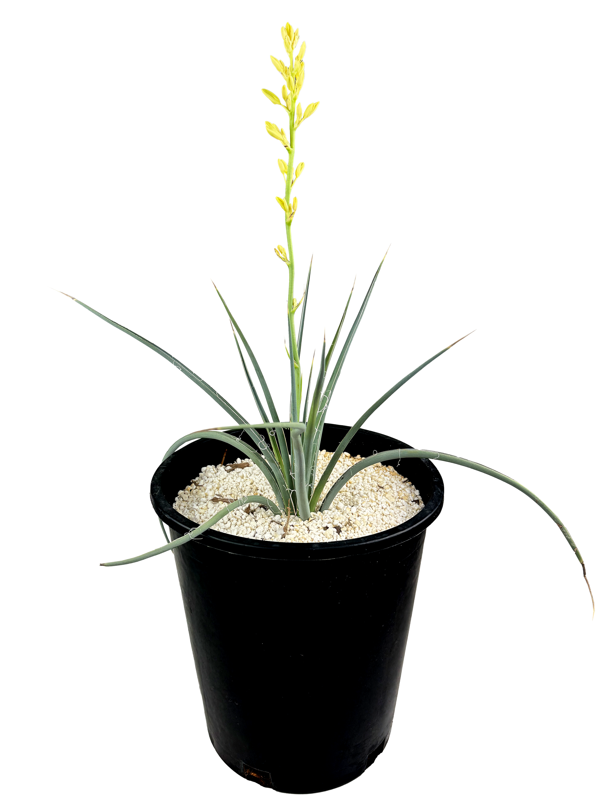 Happy Valley Plants Hesperaloe parviflora