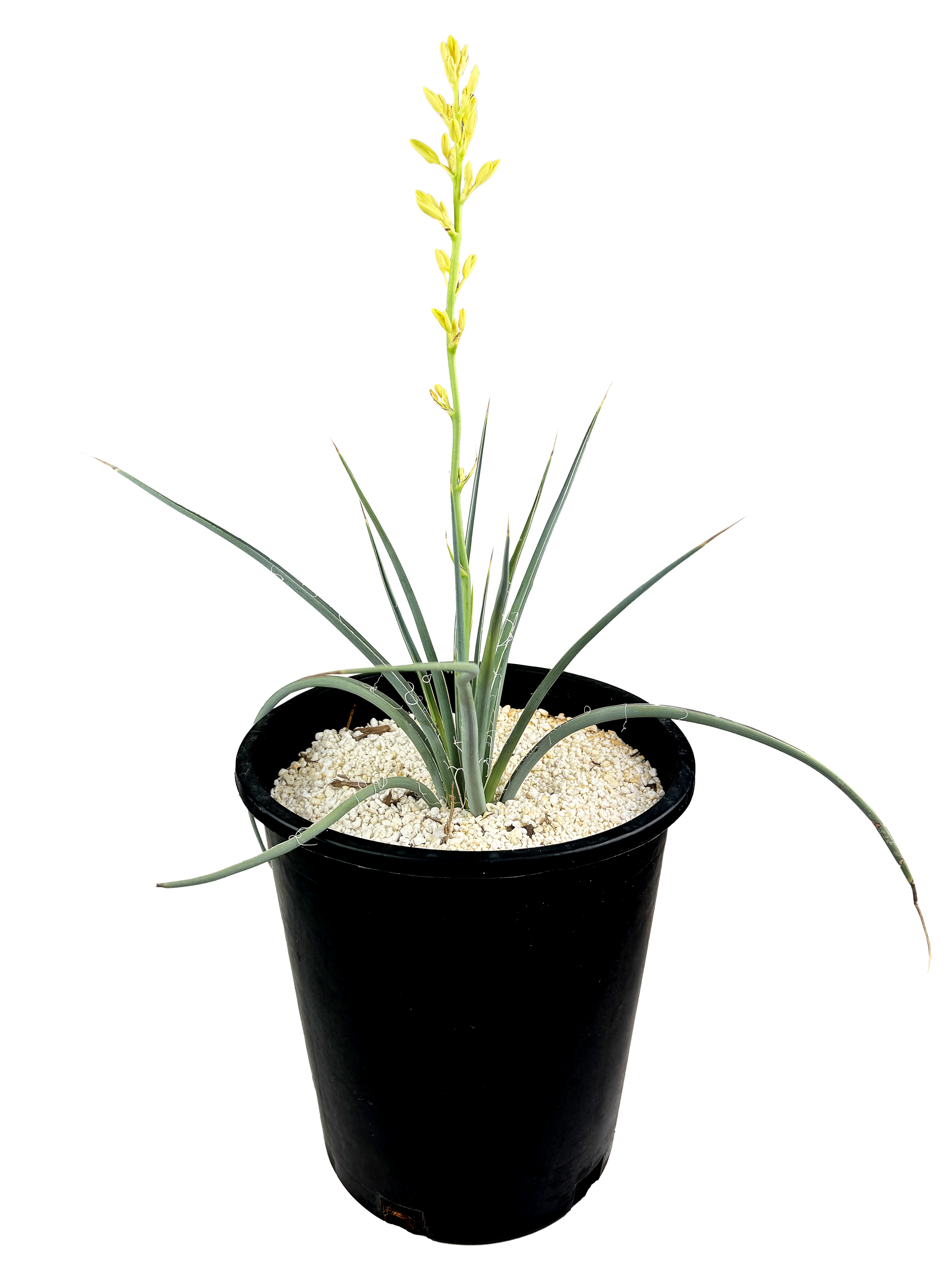 plant in yellow pot Hesperaloe parviflora 'Yellow'