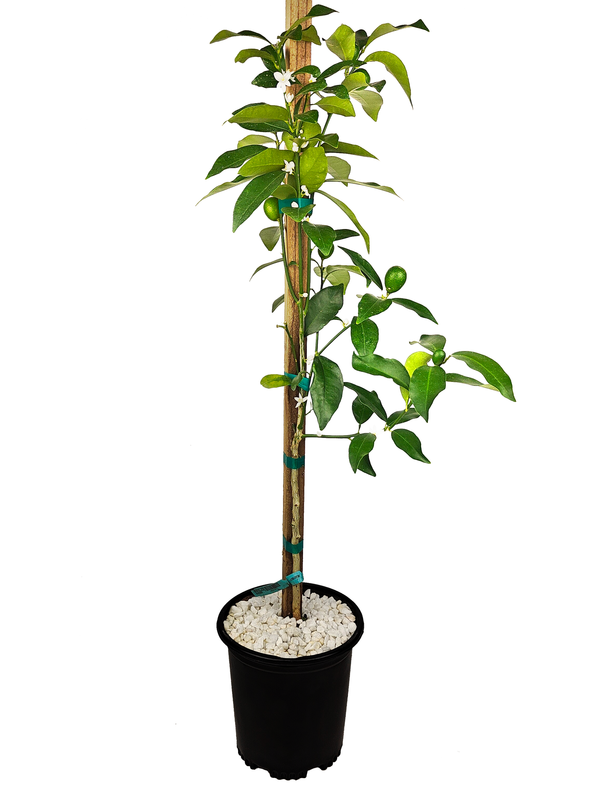 Citrus Collection – Happy Valley Plants