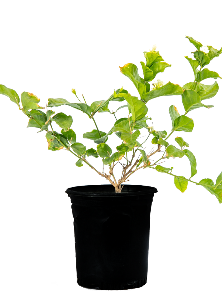 High-angle view of Jasminum sambac, showcasing its dense green foliage and small white clustered flowers. This evergreen plant grows as a shrub or can be trained as a vine, perfect for shaded gardens.